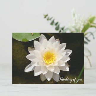 Drijvende Witte Waterlelie Lotus Kaart