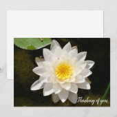 Drijvende Witte Waterlelie Lotus Kaart (Voorkant / Achterkant)