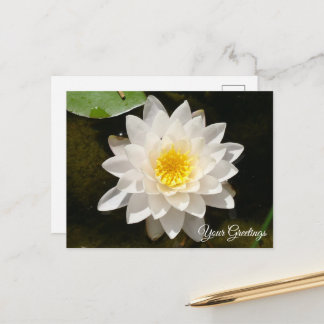 Drijvende Witte Waterlelie Lotus Lege Postkaart