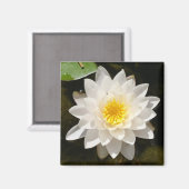 Drijvende Witte Waterlelie Lotus Magneet (Voorkant / Achterkant)