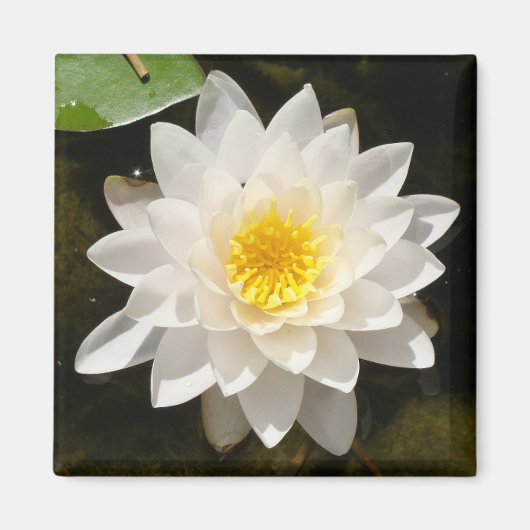 Drijvende Witte Waterlelie Lotus Magneet (Voorkant)