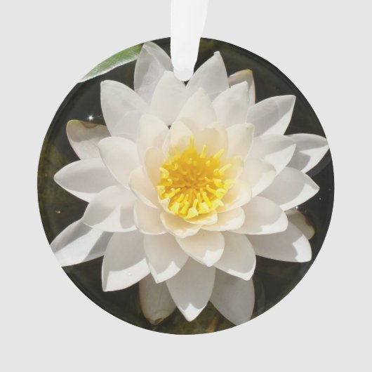 Drijvende Witte Waterlelie Lotus Ornament (voorkant)