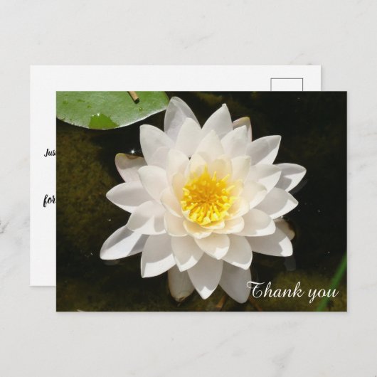 Drijvende Witte Waterlieveling Lotus Dank je wel Briefkaart (Voorkant / Achterkant)