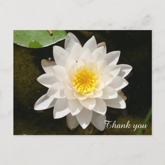 Drijvende Witte Waterlieveling Lotus Dank je wel Briefkaart (Voorkant)