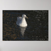 Drijvende zeemeeuw