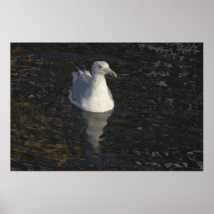 Drijvende zeemeeuw poster
