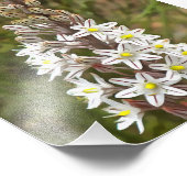 Drimia Maritima of Island Union Art Foto Afdruk (Hoek)
