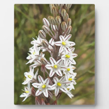 Drimia Maritima of Island Union Art