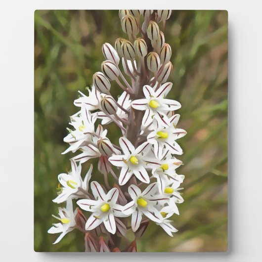 Drimia Maritima of Island Union Art Fotoplaat (Voorkant)