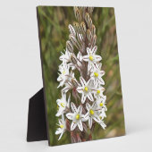 Drimia Maritima of Island Union Art Fotoplaat (Zijkant)