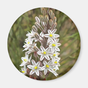 Drimia Maritima of Island Union Art Magneet