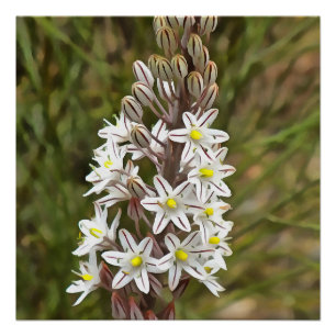 Drimia Maritima of Island Union Art Perfect Poster