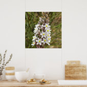 Drimia Maritima of Island Union Art Poster (Keuken)