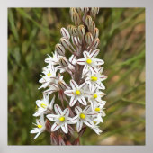 Drimia Maritima of Island Union Art Poster (Voorkant)
