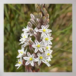 Drimia Maritima of Island Union Art Poster