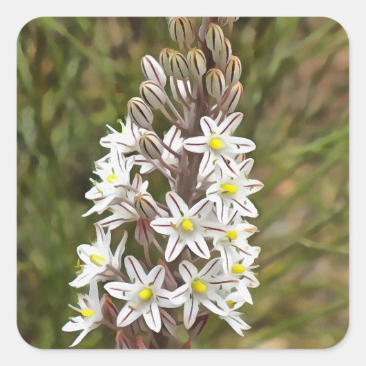 Drimia Maritima of Island Union Art Vierkante Sticker (Voorkant)