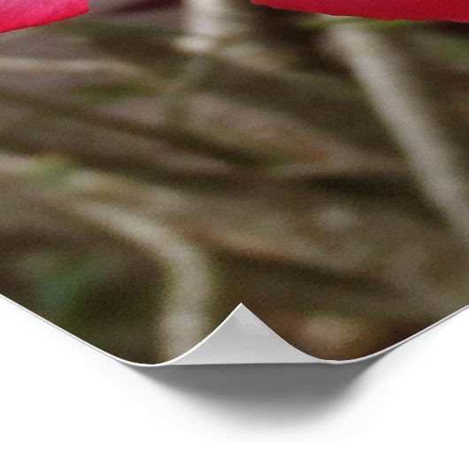 Dringend Roos Bloem Poster (Hoek)