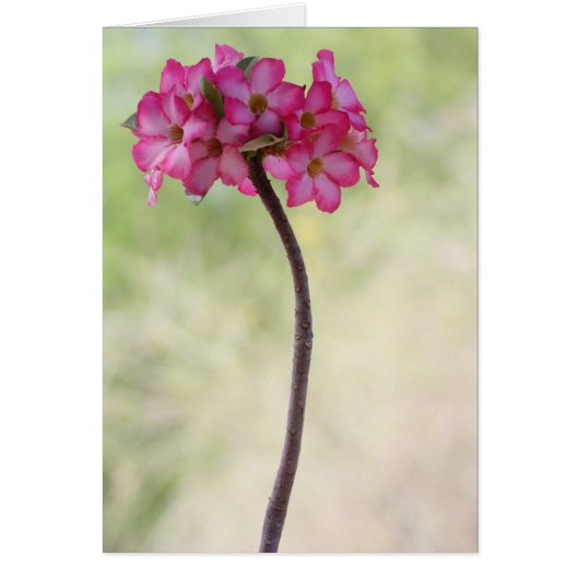 Dringend roos in roze (Voorkant)