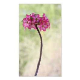 Dringend roos in roze foto afdruk