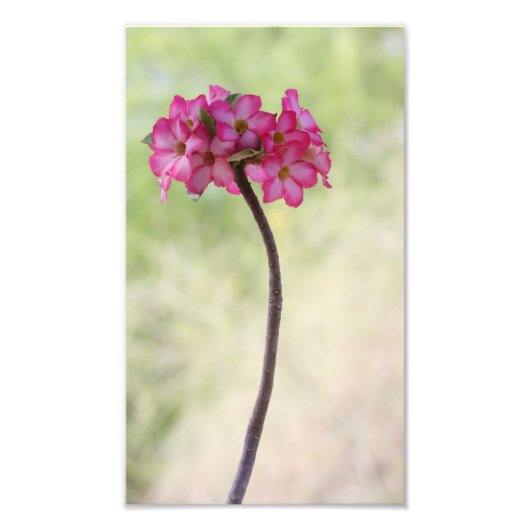 Dringend roos in roze foto afdruk (Voorkant)