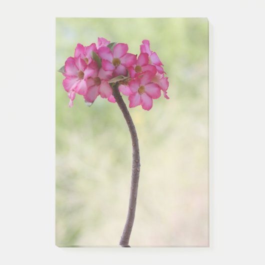 Dringend roos in roze post-it® notes (Voorkant)