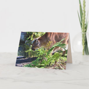 Drink Cougar/Florida Panther Wenskaart Kaart