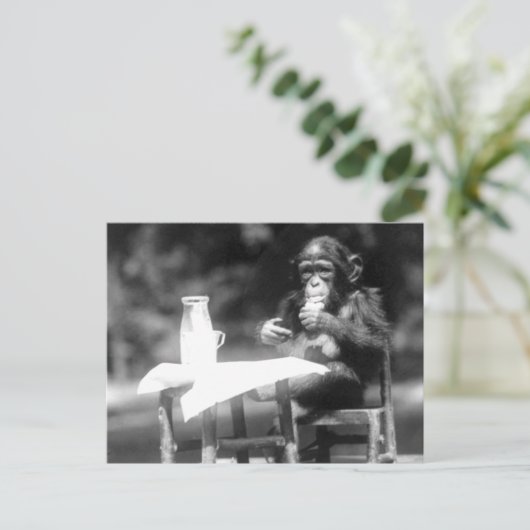 Drink  dierentuin Chimpanzee Briefkaart (Staand voorkant)