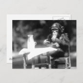 Drink  dierentuin Chimpanzee Briefkaart (Voorkant / Achterkant)