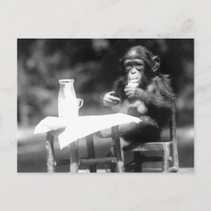 Drink  dierentuin Chimpanzee Briefkaart