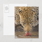 Drink leopard, Nationaal Park Greater Kruger, Briefkaart (Voorkant / Achterkant)