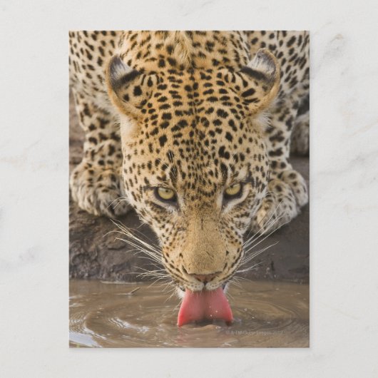 Drink leopard, Nationaal Park Greater Kruger, Briefkaart (Voorkant)
