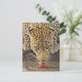 Drink leopard, Nationaal Park Greater Kruger, Briefkaart (Staand voorkant)