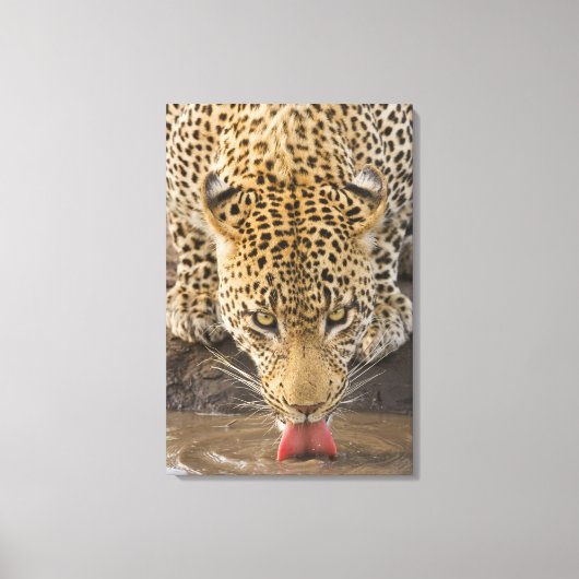 Drink leopard, Nationaal Park Greater Kruger, Canvas Afdruk (Voorkant)