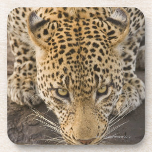 Drink leopard, Nationaal Park Greater Kruger, Drankjes Onderzetter