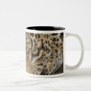 Drink leopard, Nationaal Park Greater Kruger, Tweekleurige Koffiemok