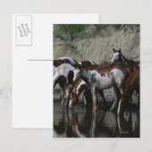 Drink verfpaarden briefkaart (Voorkant / Achterkant)