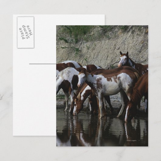 Drink verfpaarden briefkaart (Voorkant / Achterkant)