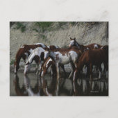 Drink verfpaarden briefkaart (Voorkant)