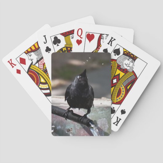 Drink vogelspeelkaarten Standard Index Speelkaarten (Achterkant)