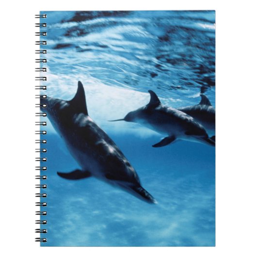 Drio dolfijnen notitieboek (Voorkant)