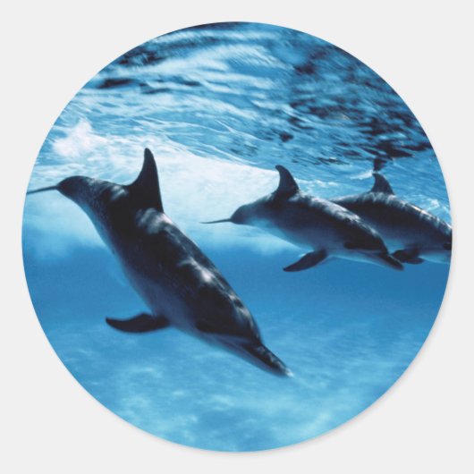 Drio dolfijnen ronde sticker (Voorkant)