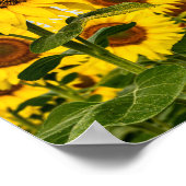 Drio zonnebloemen poster (Hoek)