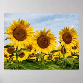 Drio zonnebloemen poster