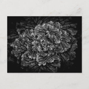 Drivers voor de achtertuin in zwart-wit nr. 42 briefkaart