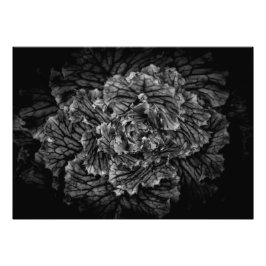 Drivers voor de achtertuin in zwart-wit nr. 42 foto afdruk