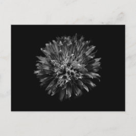 Drivers voor de achtertuin in zwart-wit nr. 53 briefkaart