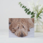 Droevige, Eenzame, Schattige, & Leuke Hond Briefkaart (Staand voorkant)