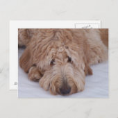 Droevige, Eenzame, Schattige, & Leuke Hond Briefkaart (Voorkant / Achterkant)