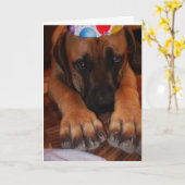 Droevige Engelse Mastiff die het Pet van de Partij Kaart (Gele Bloem)