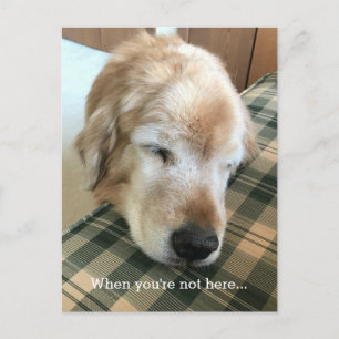 Droevige Golden Retriever Met Hoofd Op Stoel Mist Briefkaart
